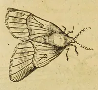 An illustration from Insectorum sive minimorum animalium theatrum (1634)