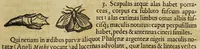 An illustration from Insectorum sive minimorum animalium theatrum (1634)