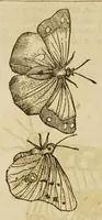 An illustration from Insectorum sive minimorum animalium theatrum (1634)