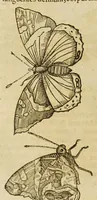 An illustration from Insectorum sive minimorum animalium theatrum (1634)