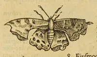 An illustration from Insectorum sive minimorum animalium theatrum (1634)