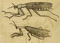 An illustration from Insectorum sive minimorum animalium theatrum (1634)