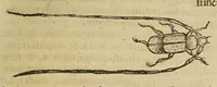 An illustration from Insectorum sive minimorum animalium theatrum (1634)