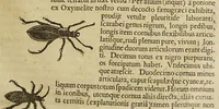 An illustration from Insectorum sive minimorum animalium theatrum (1634)