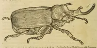 An illustration from Insectorum sive minimorum animalium theatrum (1634)
