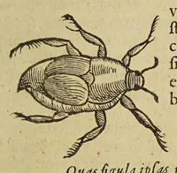 An illustration from Insectorum sive minimorum animalium theatrum (1634)