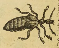 An illustration from Insectorum sive minimorum animalium theatrum (1634)
