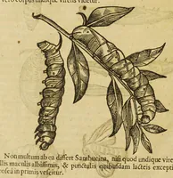 An illustration from Insectorum sive minimorum animalium theatrum (1634)