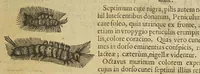 An illustration from Insectorum sive minimorum animalium theatrum (1634)