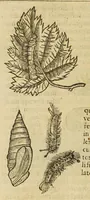 An illustration from Insectorum sive minimorum animalium theatrum (1634)