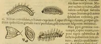 An illustration from Insectorum sive minimorum animalium theatrum (1634)