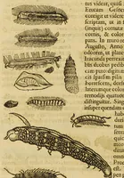 An illustration from Insectorum sive minimorum animalium theatrum (1634)