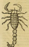 An illustration from Insectorum sive minimorum animalium theatrum (1634)