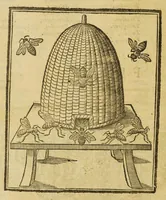 An illustration from Insectorum sive minimorum animalium theatrum (1634)