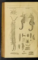 An illustration from Insectorum sive minimorum animalium theatrum (1634)