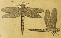 An illustration from Insectorum sive minimorum animalium theatrum (1634)
