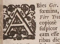 An illustration from Catalogus plantarum Angliæ, et insularum adjacentium: tum indigenas, tum in agris passim cultas complectens. In quo præter synonyma necessaria, facultates quoque summatim traduntur, unà cum observationibus & experimentis novis medicis & physics (1677)