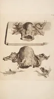 An illustration from The anatomy of humane bodies, with figures drawn after the life ... by some of the best masters in Europe ... and curiously engraven in one hundred and fourteen copper plates, illustrated with large explications, containing many new anatomical discoveries, and chirurgical observations. To which is added an introduction explaining the animal oeconomy. With a copious index (1698)