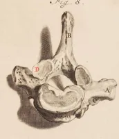 An illustration from The anatomy of humane bodies, with figures drawn after the life ... by some of the best masters in Europe ... and curiously engraven in one hundred and fourteen copper plates, illustrated with large explications, containing many new anatomical discoveries, and chirurgical observations. To which is added an introduction explaining the animal oeconomy. With a copious index (1698)