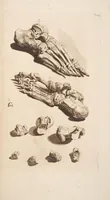 An illustration from The anatomy of humane bodies, with figures drawn after the life ... by some of the best masters in Europe ... and curiously engraven in one hundred and fourteen copper plates, illustrated with large explications, containing many new anatomical discoveries, and chirurgical observations. To which is added an introduction explaining the animal oeconomy. With a copious index (1698)