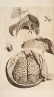 Picture 1 of 21 from The anatomy of humane bodies, with figures drawn after the life ... by some of the best masters in Europe ... and curiously engraven in one hundred and fourteen copper plates, illustrated with large explications, containing many new anatomical discoveries, and chirurgical observations. To which is added an introduction explaining the animal oeconomy. With a copious index (1698), leaf 57
