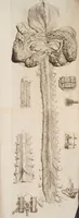 An illustration from The anatomy of humane bodies, with figures drawn after the life ... by some of the best masters in Europe ... and curiously engraven in one hundred and fourteen copper plates, illustrated with large explications, containing many new anatomical discoveries, and chirurgical observations. To which is added an introduction explaining the animal oeconomy. With a copious index (1698)