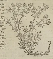 Picture 1 of 2 from Stirpium adversaria nova, perfacilis vestigatio luculentaque accessio ad priscorum, praesertim Dioscoridis, et recentiorum materiam medicam. Quibus propediem accedet altera pars (1571), leaf 177