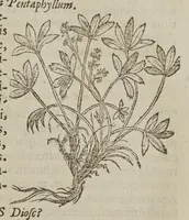 An illustration from Stirpium adversaria nova, perfacilis vestigatio luculentaque accessio ad priscorum, praesertim Dioscoridis, et recentiorum materiam medicam. Quibus propediem accedet altera pars (1571)