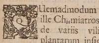 An illustration from Anatomia sambuci, quae non solùm sambucum et hujusdem medicamenta singulatim delineat, verùm quoque plurimorum affectuum, ex una ferè solâ sambuco curationes breves, rationibus, exemplis, historiis & medicamentis specificis non paucis illustratas simul exhibet (1650)