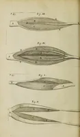 Picture 4 of 12 from The remaining medical works of that famous and renowned physician Dr Thomas Willis ... : With large alphabetical tables for the whole, and an index for the explaining all the hard and unusual words and terms of art, derived from the Latine, Greek, or other languages, for the benefit of the meer English reader, and meanest capacity. With eighteen copper plates (1681), leaf 252