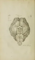 Picture 6 of 12 from The remaining medical works of that famous and renowned physician Dr Thomas Willis ... : With large alphabetical tables for the whole, and an index for the explaining all the hard and unusual words and terms of art, derived from the Latine, Greek, or other languages, for the benefit of the meer English reader, and meanest capacity. With eighteen copper plates (1681), leaf 270