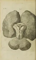 An illustration from The remaining medical works of that famous and renowned physician Dr Thomas Willis ... : With large alphabetical tables for the whole, and an index for the explaining all the hard and unusual words and terms of art, derived from the Latine, Greek, or other languages, for the benefit of the meer English reader, and meanest capacity. With eighteen copper plates (1681)