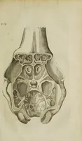 An illustration from The remaining medical works of that famous and renowned physician Dr Thomas Willis ... : With large alphabetical tables for the whole, and an index for the explaining all the hard and unusual words and terms of art, derived from the Latine, Greek, or other languages, for the benefit of the meer English reader, and meanest capacity. With eighteen copper plates (1681)