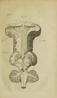 Picture 10 of 12 from The remaining medical works of that famous and renowned physician Dr Thomas Willis ... : With large alphabetical tables for the whole, and an index for the explaining all the hard and unusual words and terms of art, derived from the Latine, Greek, or other languages, for the benefit of the meer English reader, and meanest capacity. With eighteen copper plates (1681), leaf 313