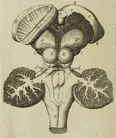 An illustration from The remaining medical works of that famous and renowned physician Dr Thomas Willis ... : With large alphabetical tables for the whole, and an index for the explaining all the hard and unusual words and terms of art, derived from the Latine, Greek, or other languages, for the benefit of the meer English reader, and meanest capacity. With eighteen copper plates (1681)