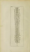 An illustration from The remaining medical works of that famous and renowned physician Dr Thomas Willis ... : With large alphabetical tables for the whole, and an index for the explaining all the hard and unusual words and terms of art, derived from the Latine, Greek, or other languages, for the benefit of the meer English reader, and meanest capacity. With eighteen copper plates (1681)