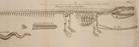 An illustration from Musaeum Regalis Societatis. Or a catalogue & description of the natural and artificial rarities belonging to the Royal Society ... Whereunto is subjoyned the comparative anatomy of stomachs and guts (1686)