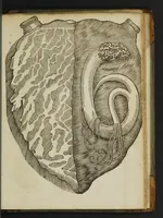 Picture 2 of 3 from A most certaine and true relation of a strange monster or serpent found in the left ventricle of the heart of John Pennant, Gentleman, of the age of 21 yeares (1639), leaf 15