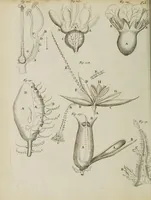 An illustration from Opera posthuma, in quibus excellentissimi authoris vita continetur, ac pleraque quae ab ipso priùs scripta aut inventa sunt confirmantur, & ab adversariorum objectionibus vindicantur. Quibus praefixa est ejusdem vita a seipso scripta (1700)