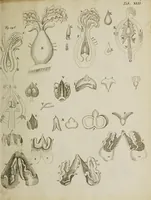 An illustration from Opera posthuma, in quibus excellentissimi authoris vita continetur, ac pleraque quae ab ipso priùs scripta aut inventa sunt confirmantur, & ab adversariorum objectionibus vindicantur. Quibus praefixa est ejusdem vita a seipso scripta (1700)