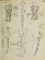 An illustration from Opera posthuma, in quibus excellentissimi authoris vita continetur, ac pleraque quae ab ipso priùs scripta aut inventa sunt confirmantur, & ab adversariorum objectionibus vindicantur. Quibus praefixa est ejusdem vita a seipso scripta (1700)