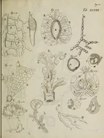 An illustration from Opera posthuma, in quibus excellentissimi authoris vita continetur, ac pleraque quae ab ipso priùs scripta aut inventa sunt confirmantur, & ab adversariorum objectionibus vindicantur. Quibus praefixa est ejusdem vita a seipso scripta (1700)
