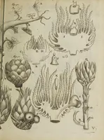 An illustration from Opera posthuma, in quibus excellentissimi authoris vita continetur, ac pleraque quae ab ipso priùs scripta aut inventa sunt confirmantur, & ab adversariorum objectionibus vindicantur. Quibus praefixa est ejusdem vita a seipso scripta (1700)