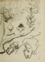 An illustration from Opera posthuma, in quibus excellentissimi authoris vita continetur, ac pleraque quae ab ipso priùs scripta aut inventa sunt confirmantur, & ab adversariorum objectionibus vindicantur. Quibus praefixa est ejusdem vita a seipso scripta (1700)