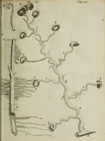 An illustration from Opera posthuma, in quibus excellentissimi authoris vita continetur, ac pleraque quae ab ipso priùs scripta aut inventa sunt confirmantur, & ab adversariorum objectionibus vindicantur. Quibus praefixa est ejusdem vita a seipso scripta (1700)