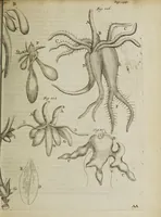An illustration from Opera posthuma, in quibus excellentissimi authoris vita continetur, ac pleraque quae ab ipso priùs scripta aut inventa sunt confirmantur, & ab adversariorum objectionibus vindicantur. Quibus praefixa est ejusdem vita a seipso scripta (1700)