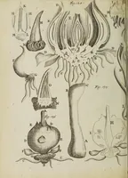 An illustration from Opera posthuma, in quibus excellentissimi authoris vita continetur, ac pleraque quae ab ipso priùs scripta aut inventa sunt confirmantur, & ab adversariorum objectionibus vindicantur. Quibus praefixa est ejusdem vita a seipso scripta (1700)