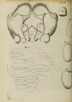 An illustration from Opera posthuma, in quibus excellentissimi authoris vita continetur, ac pleraque quae ab ipso priùs scripta aut inventa sunt confirmantur, & ab adversariorum objectionibus vindicantur. Quibus praefixa est ejusdem vita a seipso scripta (1700)