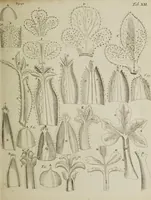 An illustration from Opera posthuma, in quibus excellentissimi authoris vita continetur, ac pleraque quae ab ipso priùs scripta aut inventa sunt confirmantur, & ab adversariorum objectionibus vindicantur. Quibus praefixa est ejusdem vita a seipso scripta (1700)