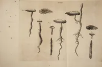 Picture 4 of 10 from Opera posthuma, in quibus excellentissimi authoris vita continetur, ac pleraque quae ab ipso priùs scripta aut inventa sunt confirmantur, & ab adversariorum objectionibus vindicantur. Quibus praefixa est ejusdem vita a seipso scripta (1700), leaf 423